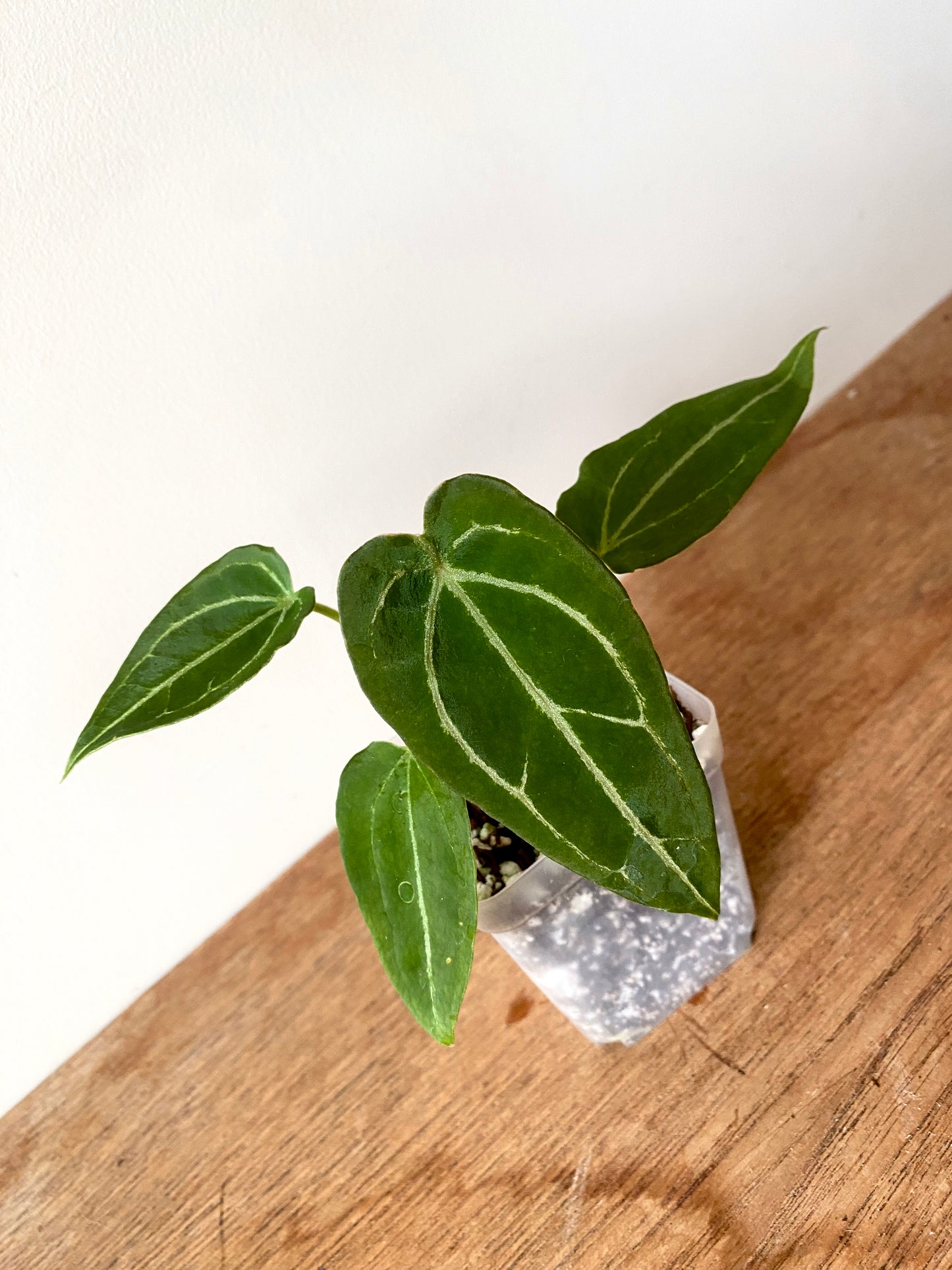 Anthurium Forgetii thunderbolt X self | 7 cm pot