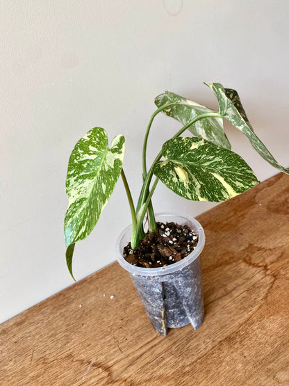 Monstera Deliciosa Crème Brûlée | 12 cm pot