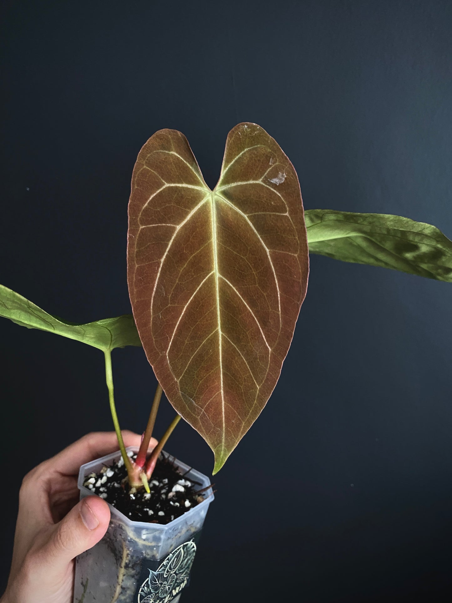 Anthurium X-one X Blue Papillilaminum mint variegated | 7 cm pot