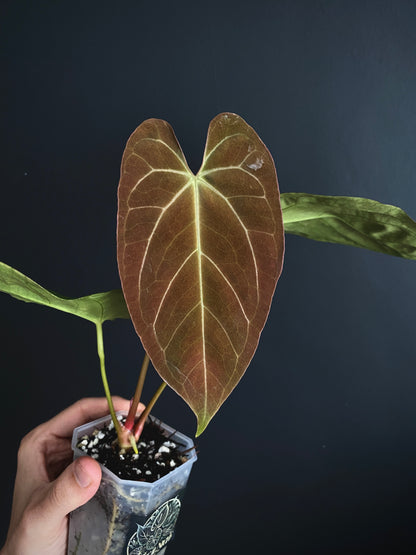 Anthurium X-one X Blue Papillilaminum mint variegated | 7 cm pot