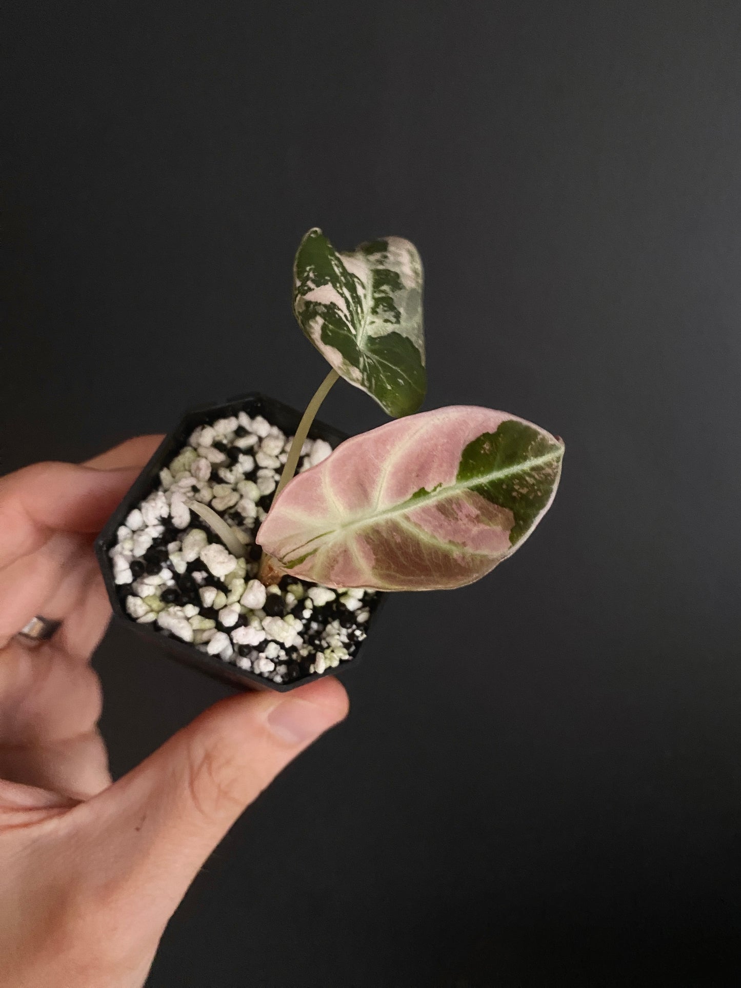 Alocasia Black Velvet Pink variegata | 5 cm pot