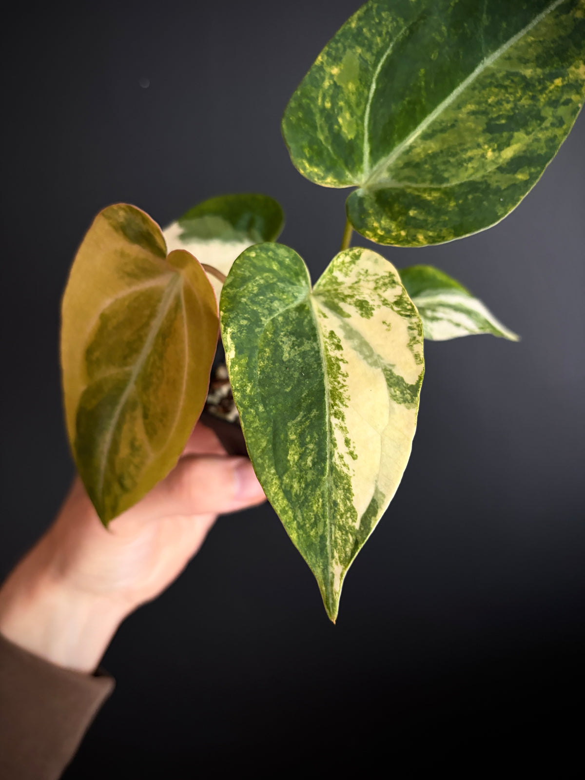 Anthurium Papillilaminum Hb variegated X Forgetii | 7 cm pot [B]