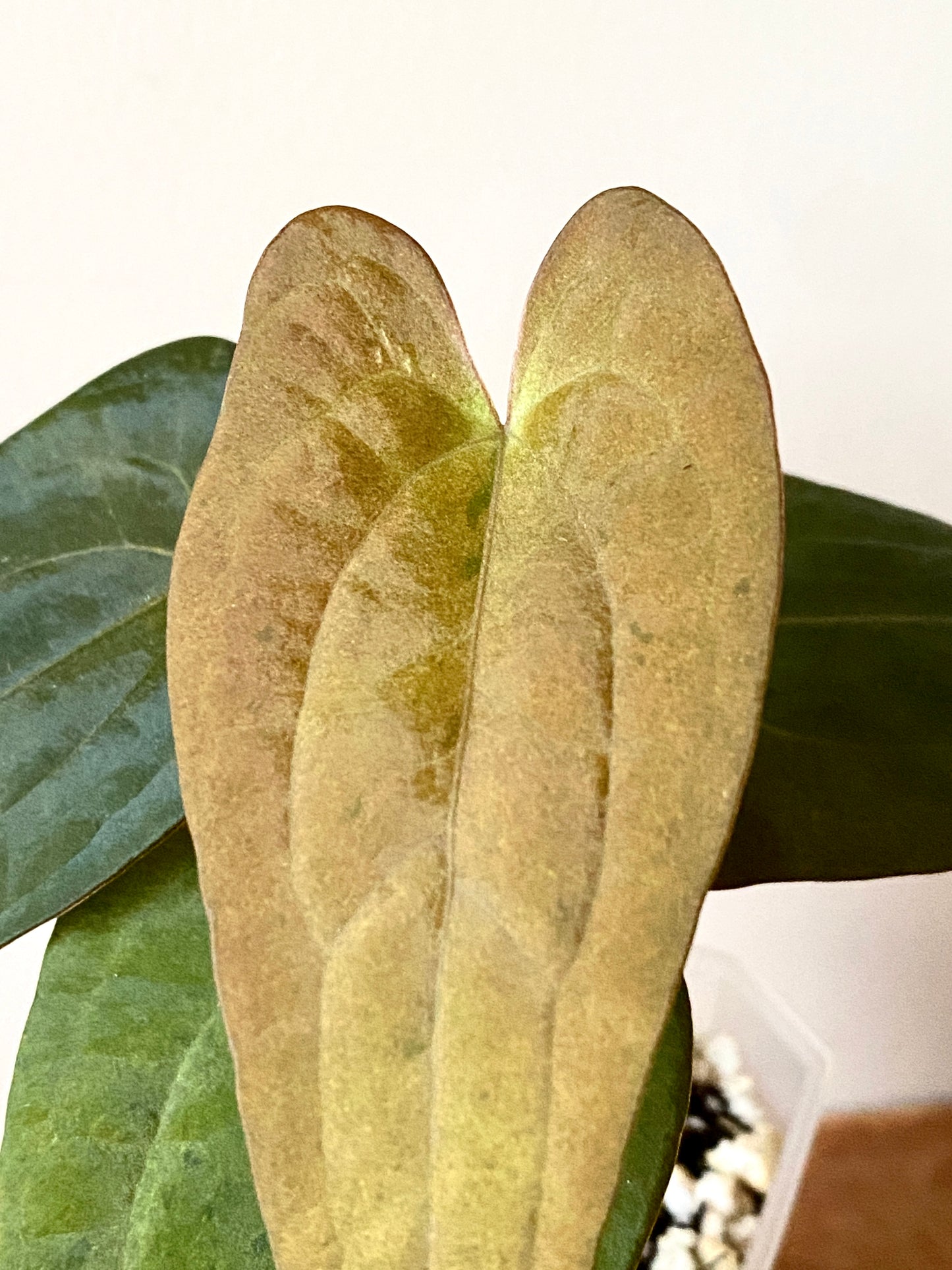 Anthurium RVDP (self) mint variegated | 7 cm pot [B]
