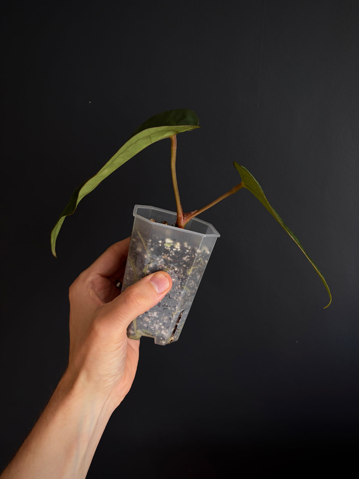 Anthurium (DressCarla x BVEP) X (Carlablackiae x Papillilaminum) | 7 cm pot [B]
