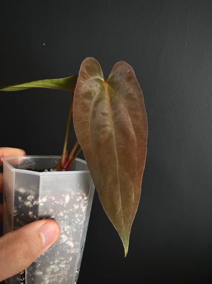 Anthurium Golden Eagle X BVEP (R.FxF) | 7 cm pot