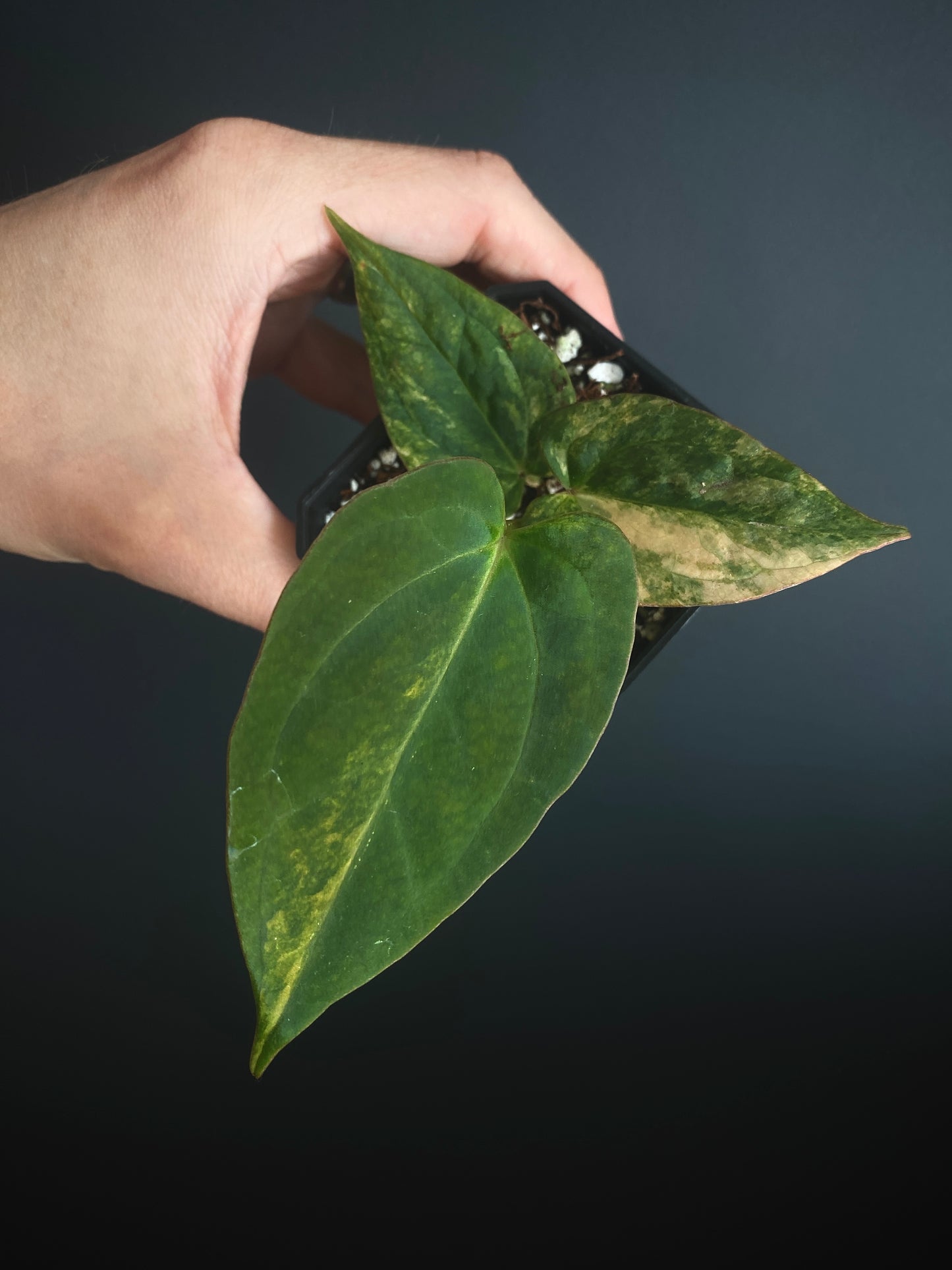 Anthurium Papillilaminum var X (Darkest Panama x X-one) | 7 cm pot [B]