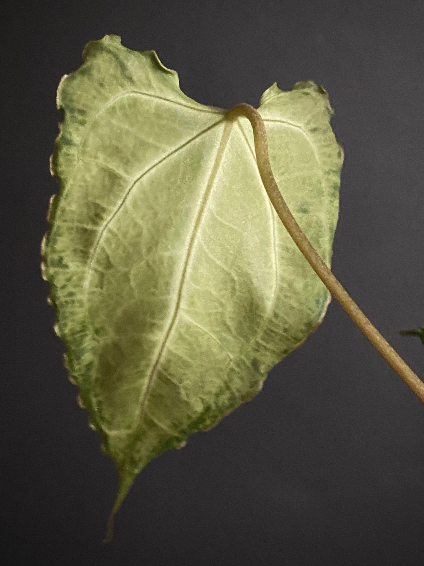 Anthurium Boogie (Muchilis x X-one) F1 | 7 cm pot