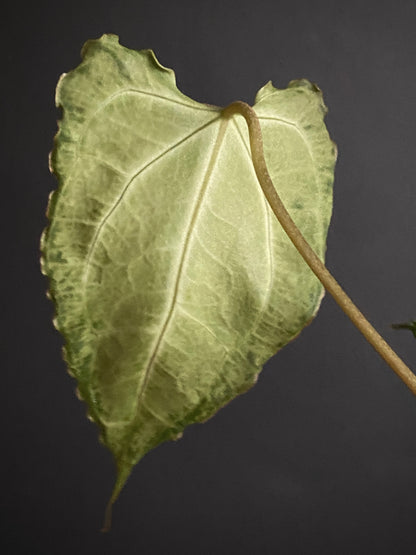 Anthurium Boogie (Muchilis x X-one) F1 | 7 cm pot