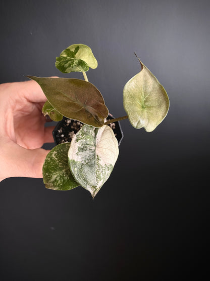 Alocasia Wentii albo/pink variegated | 5 cm pot [B]