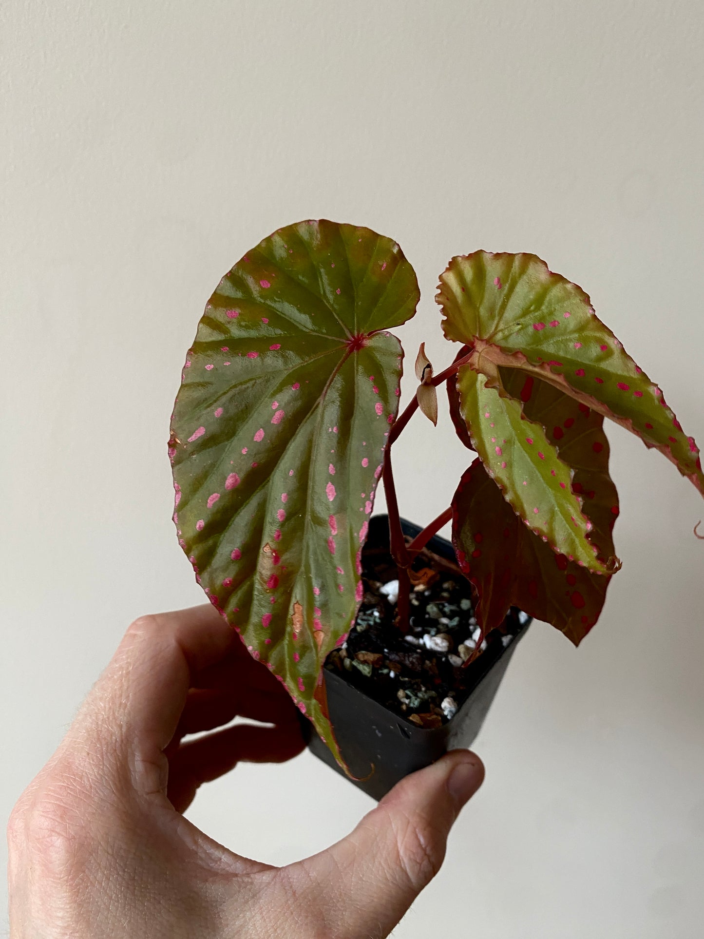 Begonia Negrosensis X Nothobaramensis | 6 cm pot [A]