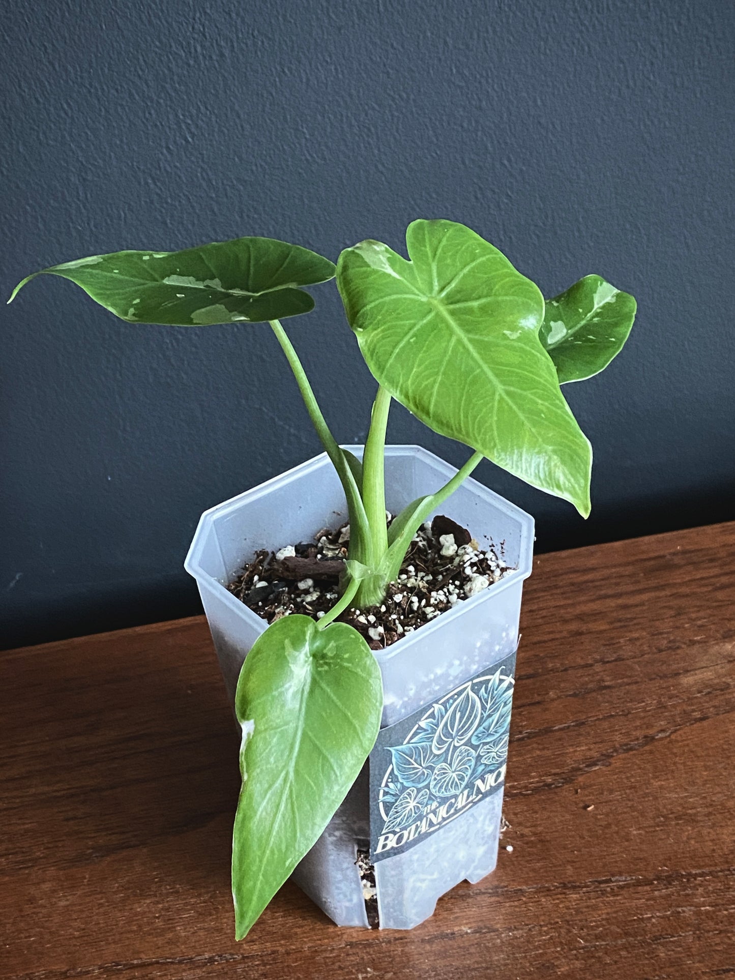 Alocasia Okinawa Silver variegated | 7 cm pot