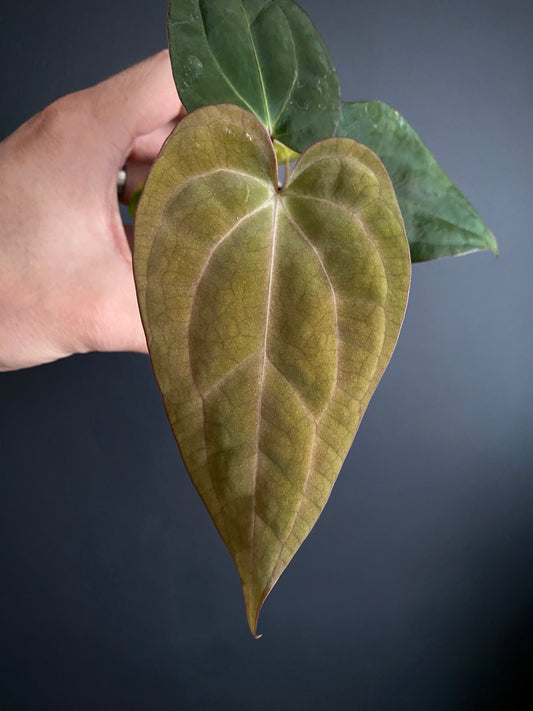 Anthurium Carlablackiae (OG5xRA4) X RVDP | 7 cm pot