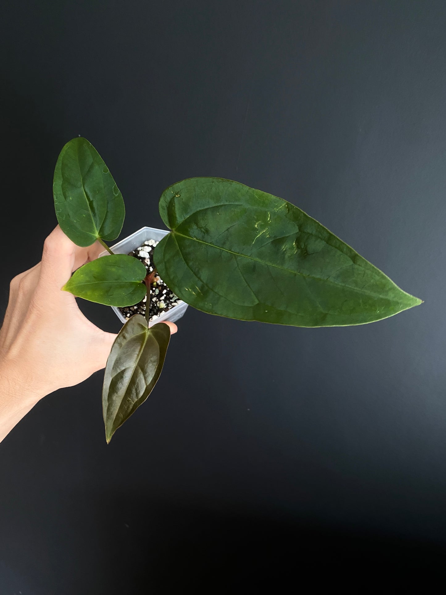 Anthurium Subsignatum (velvety) X Carlablackiae | 7 cm pot [B]