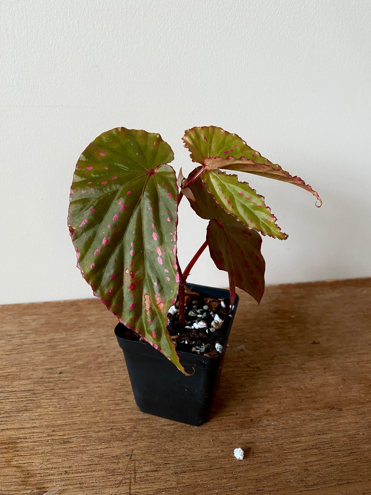 Begonia Negrosensis X Nothobaramensis | 6 cm pot [A]