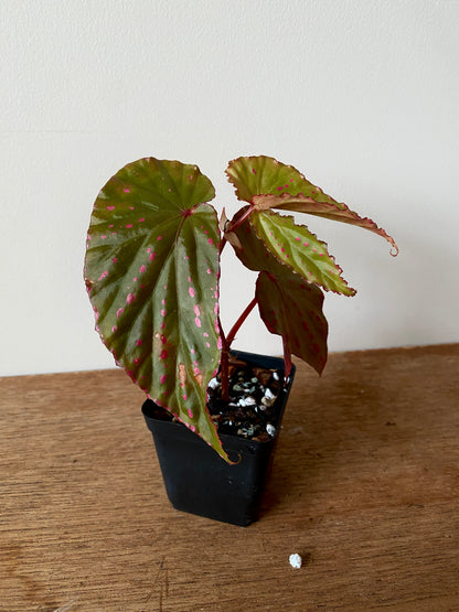 Begonia Negrosensis X Nothobaramensis | 6 cm pot [A]