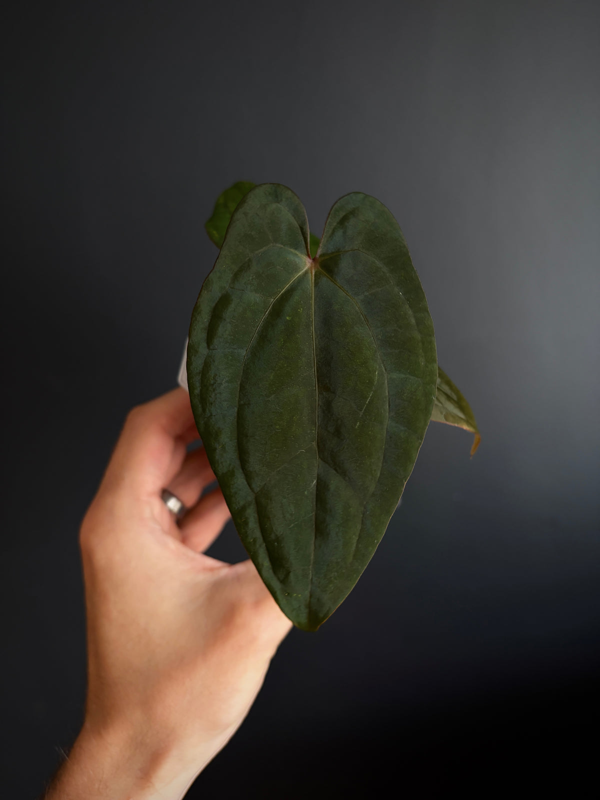 Anthurium Red Vein Dark Phoenix | 7 cm pot [A]