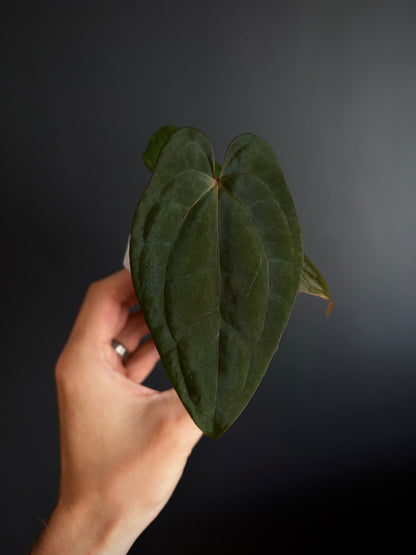 Anthurium Red Vein Dark Phoenix | 7 cm pot [A]