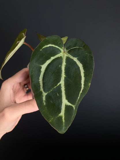 Anthurium Carlablackiae | 7 cm pot
