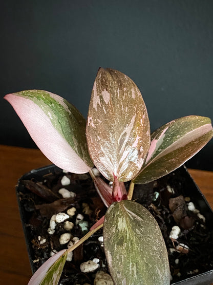 Philodendron Pink Princess | 7 cm pot