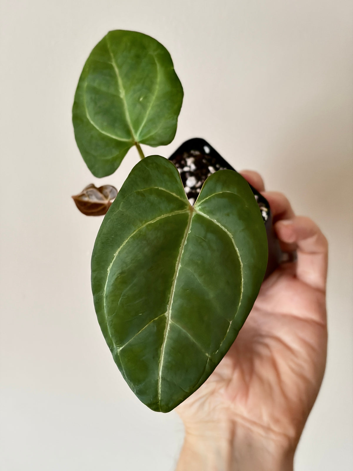 Anthurium PapCrystal x Portillae open | 6 cm pot