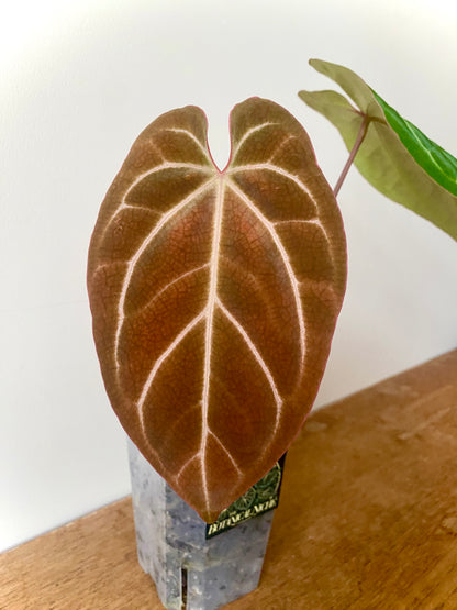 Anthurium Besseae X Magnificum | 9 cm pot