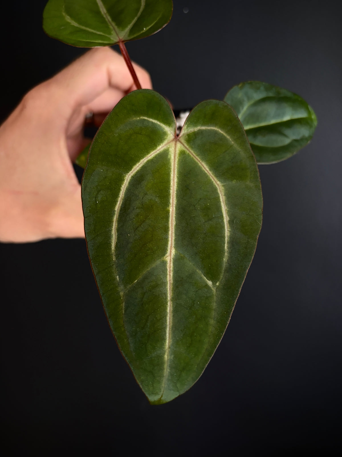 Anthurium Dark Knight X Carlablackiae | 7 cm pot