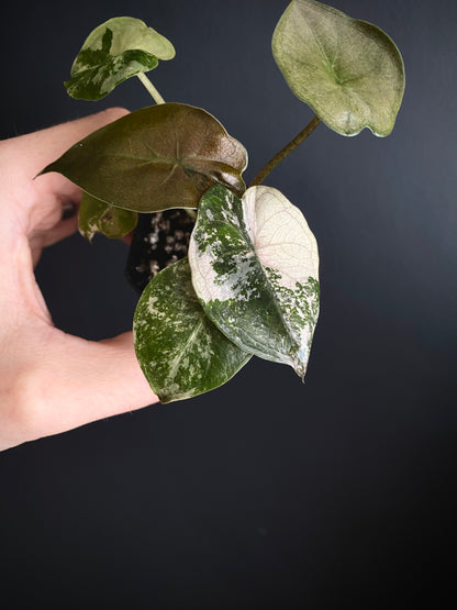 Alocasia Wentii albo/pink variegated | 5 cm pot [B]