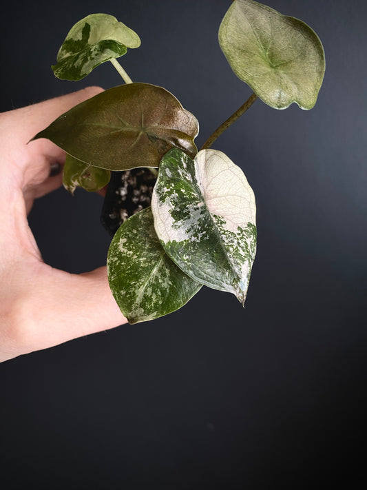 Alocasia Wentii albo/pink variegated | 5 cm pot [B]