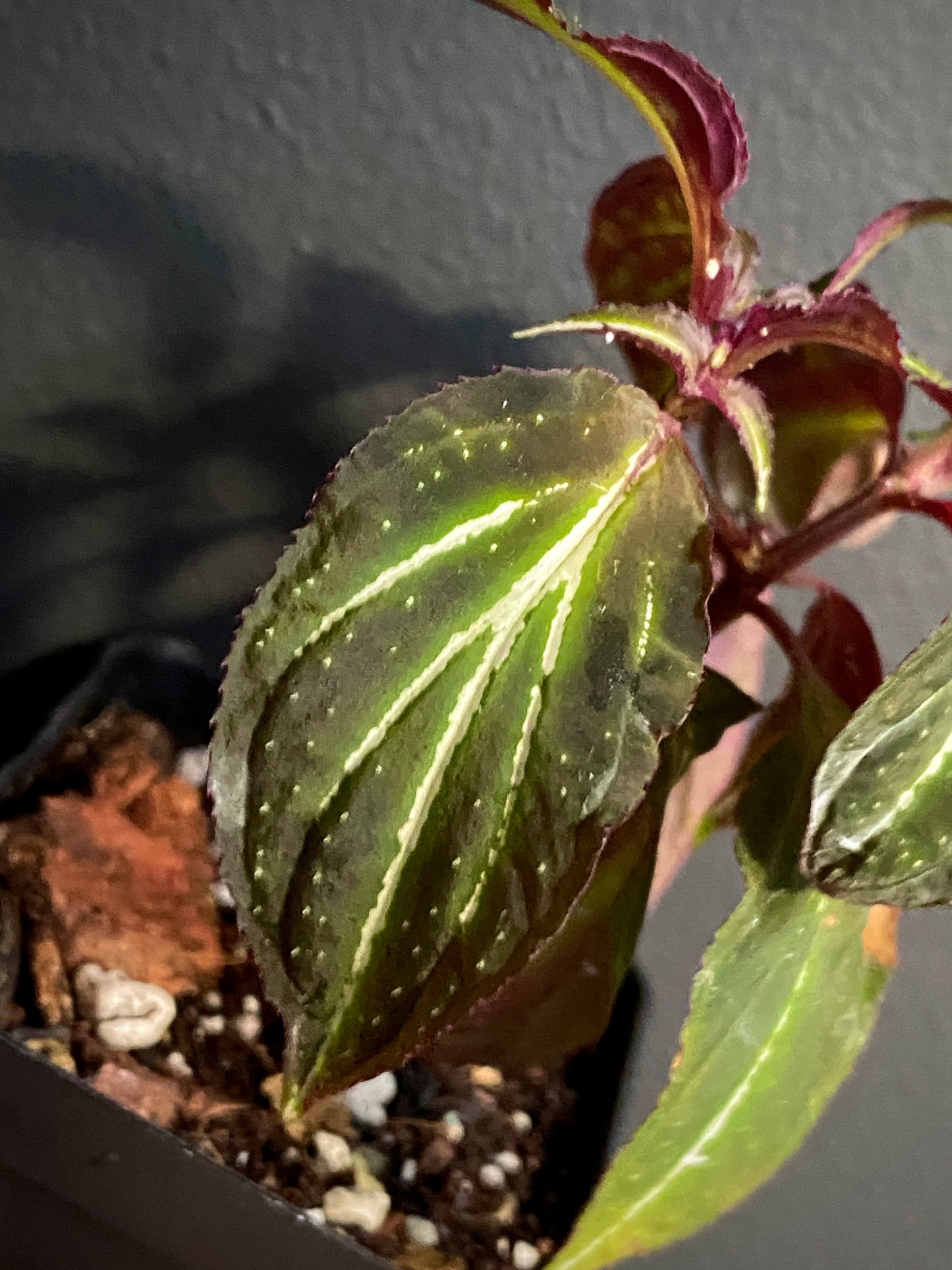 Sonerila sp. Borneoensis  | 6 cm pot [A]