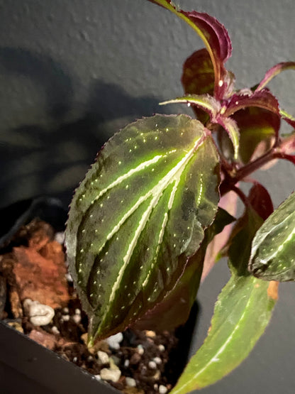 Sonerila sp. Borneoensis  | 6 cm pot [A]