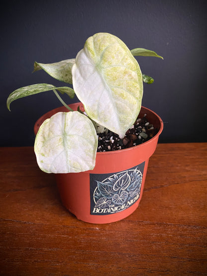 Alocasia Ninja Tricolor variegated | 10 cm pot [B]