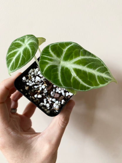Alocasia Ninja | 7 cm pot