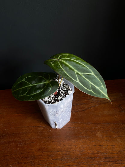 Anthurium Dark Web X Carlablackiae 'Marcella' | 7 cm pot