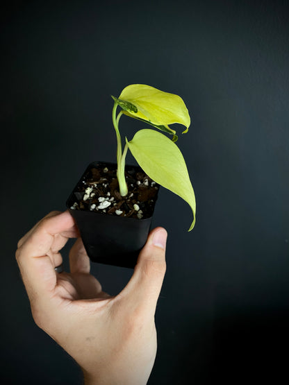 Monstera Deliciosa Electrolyte | 6 cm pot [B]