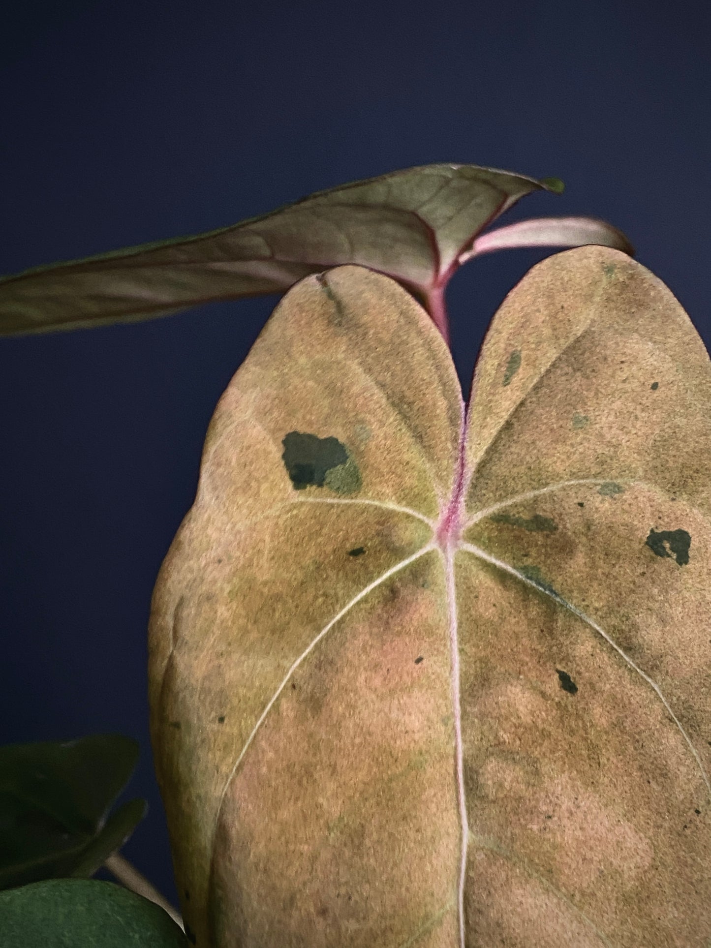 Anthurium Blue Papillilaminum hybrid mint variegated | 7 cm pot