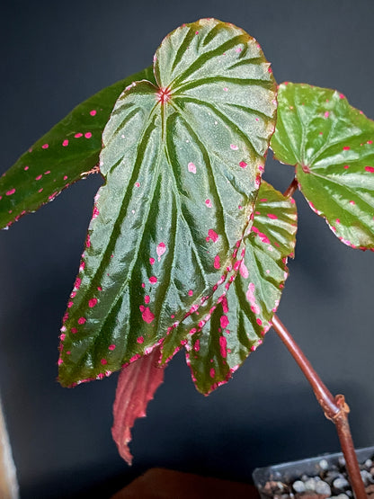 Begonia Negrosensis X Nothobaramensis | 6 cm pot [A]