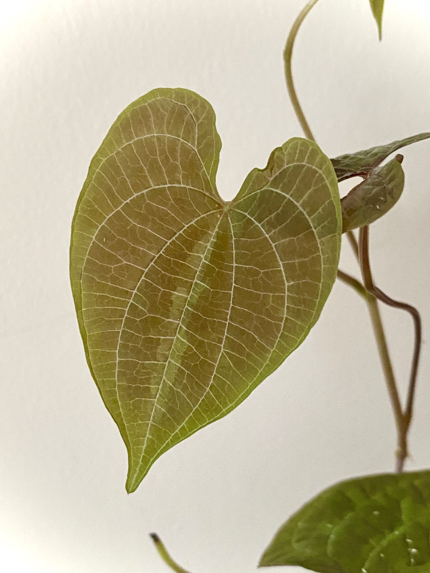 Dioscoria Discolor | 7 cm pot