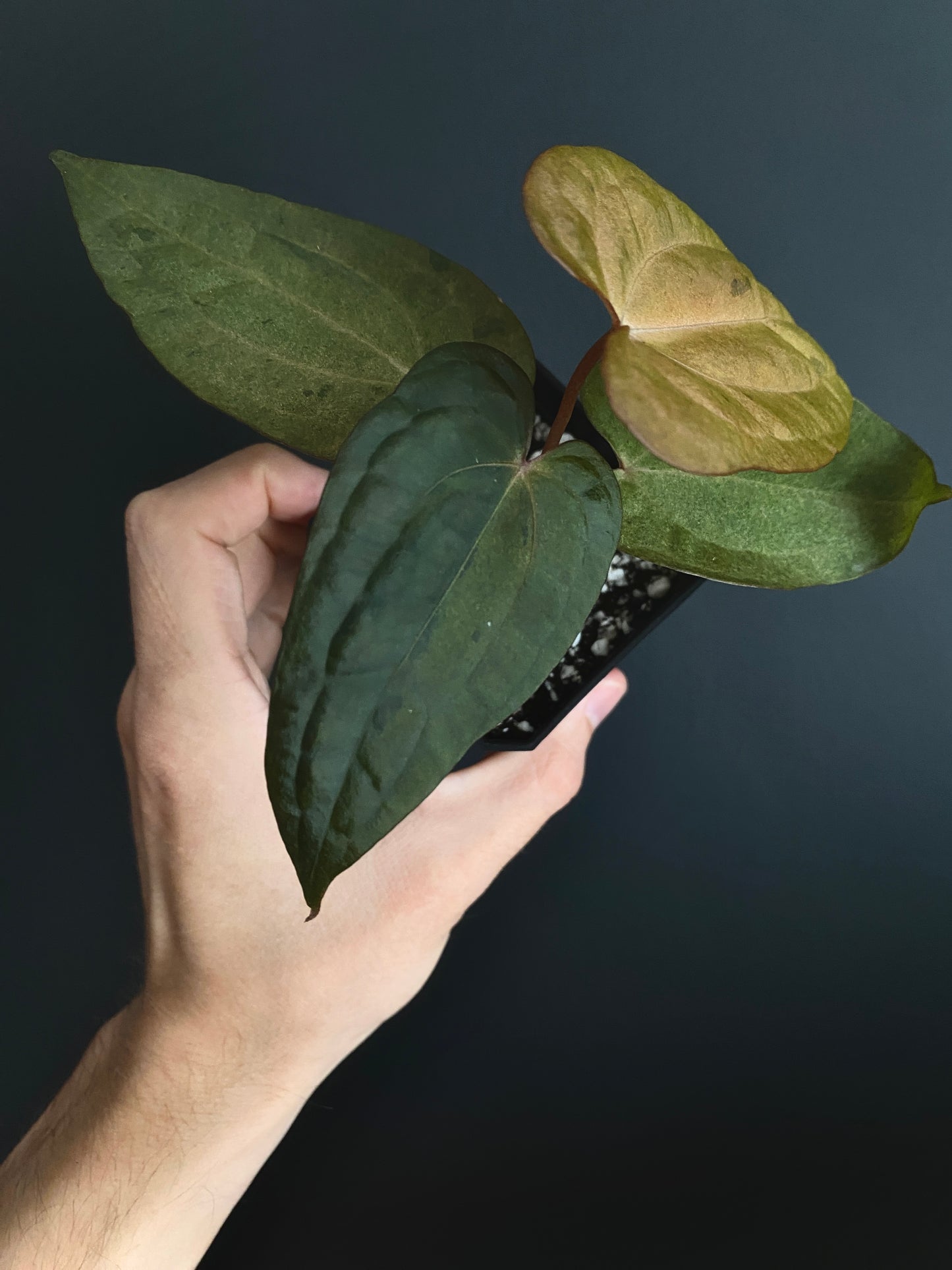 Anthurium RVDP (self) mint variegated | 7 cm pot [super-select]