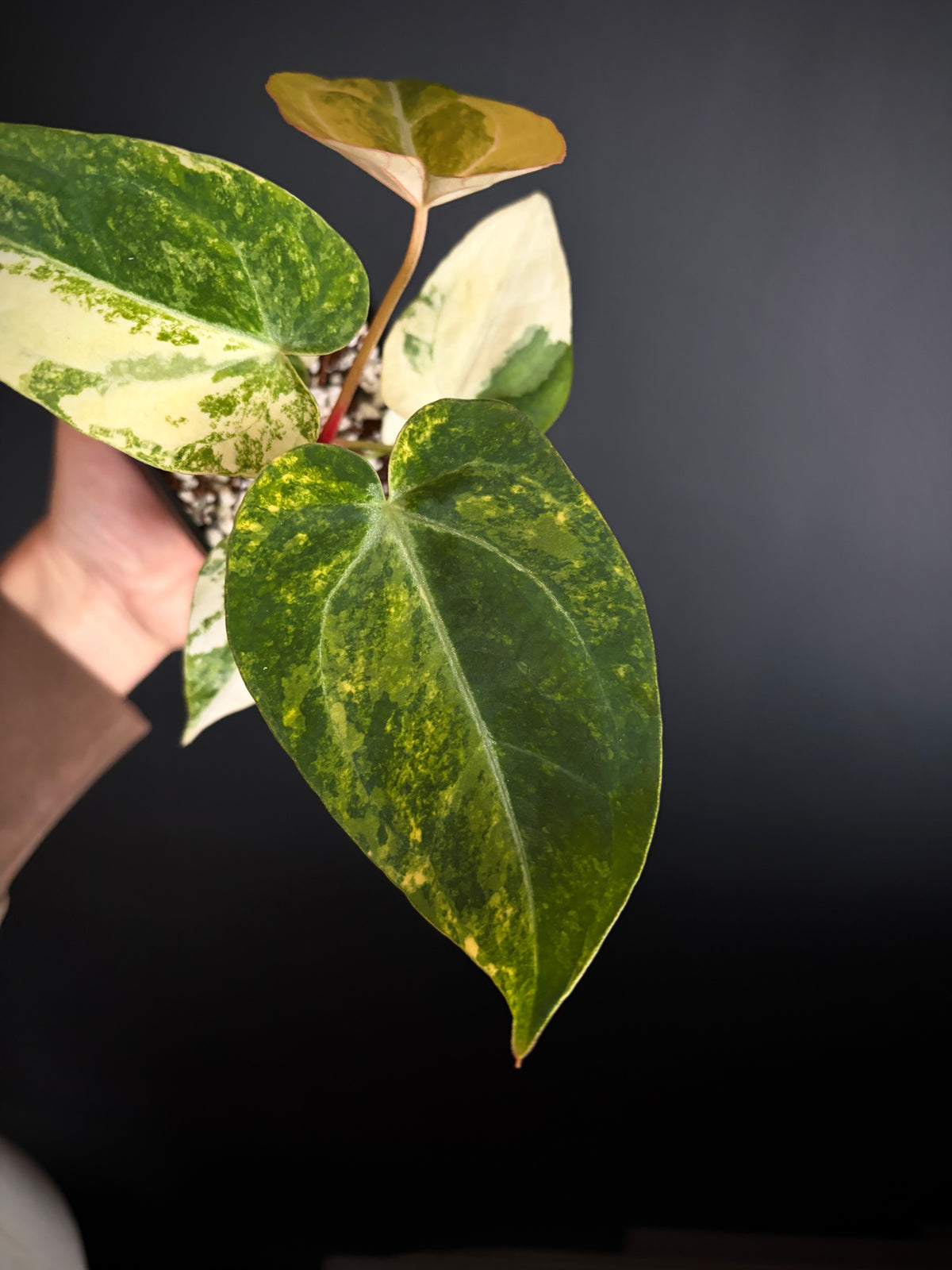 Anthurium Papillilaminum Hb variegated X Forgetii | 7 cm pot [B]