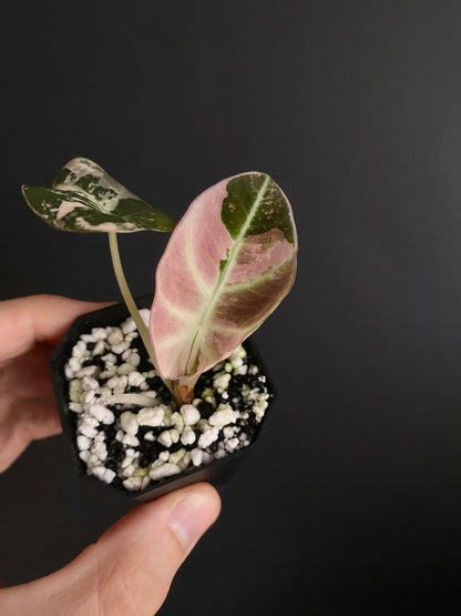 Alocasia Black Velvet Pink variegata | 5 cm pot