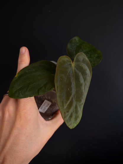 Anthurium Antolakii/BVEP (Scott x Tezula) | 7 cm pot