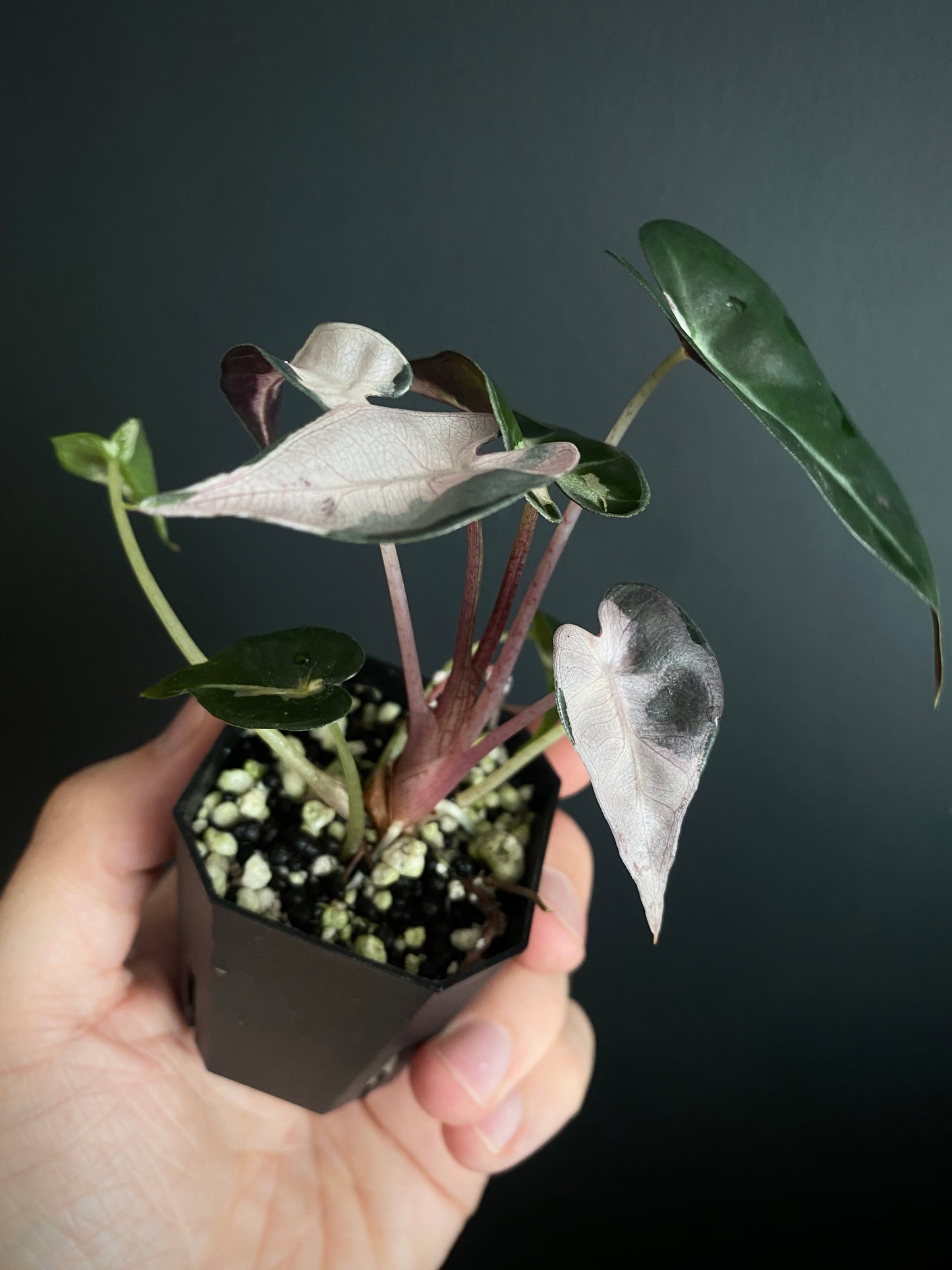 Alocasia Bambino Lava variegated | 5 cm pot
