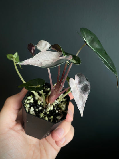 Alocasia Bambino Lava variegated | 5 cm pot