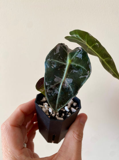 Alocasia Polly Pink variegated | 5 cm pot [A]