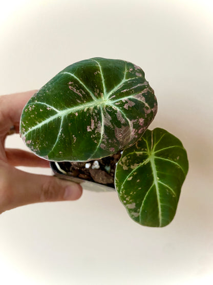 Alocasia Black Velvet Pink variegata | 7 cm pot (D)