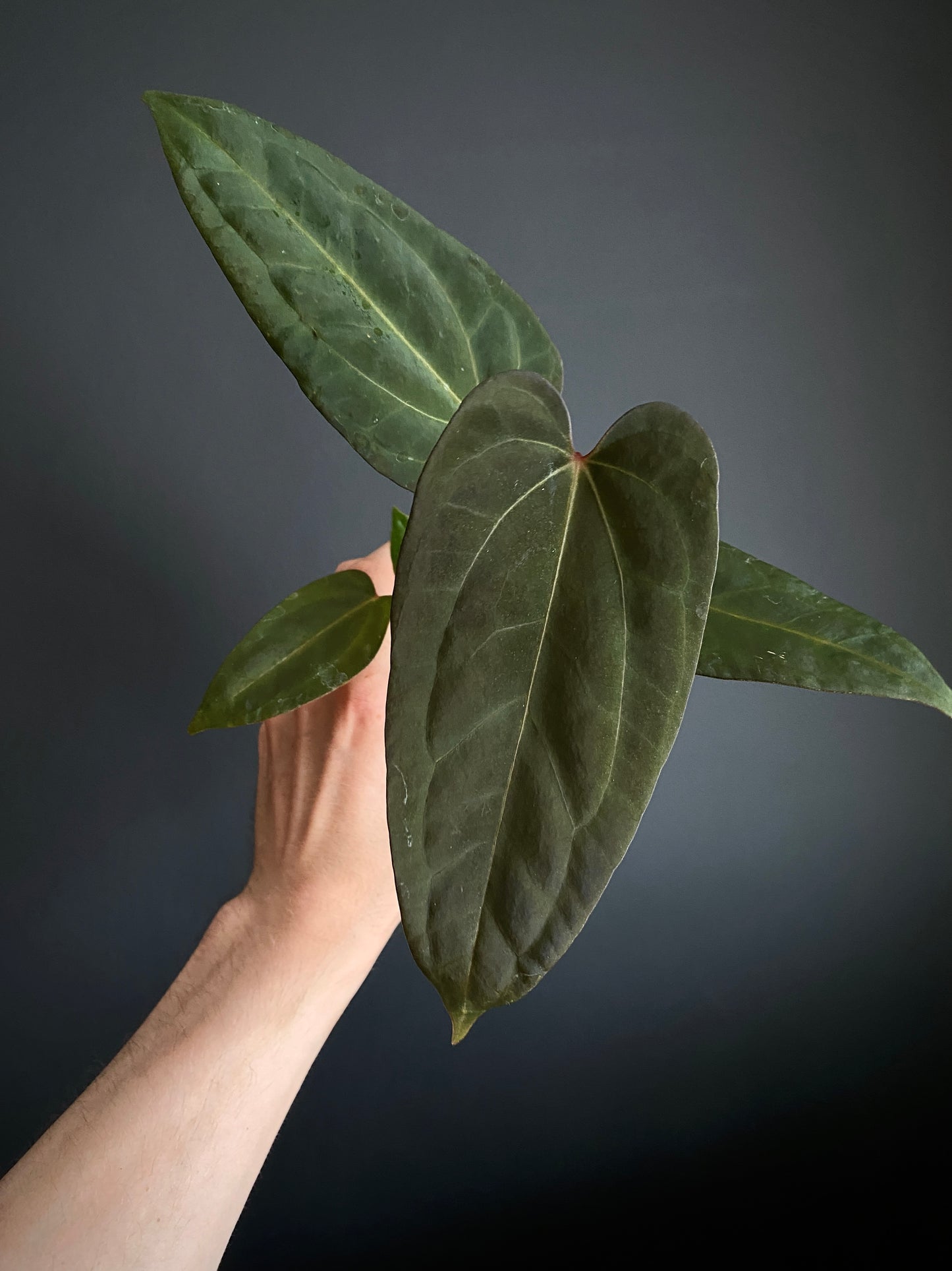 Anthurium Papillilaminum x DocBlock Red Crystal X long NoID | 7 cm pot