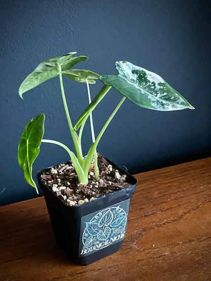 Alocasia Frydek Albo variegated | 7 cm pot