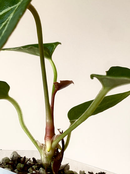 Anthurium Forgetii thunderbolt X self | 7 cm pot