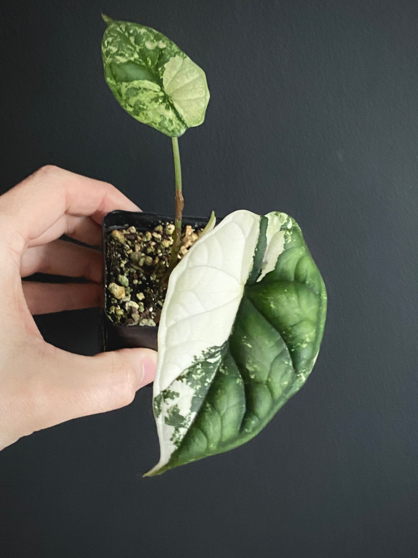 Alocasia Dragonscale Albo variegata | 6 cm pot [B]