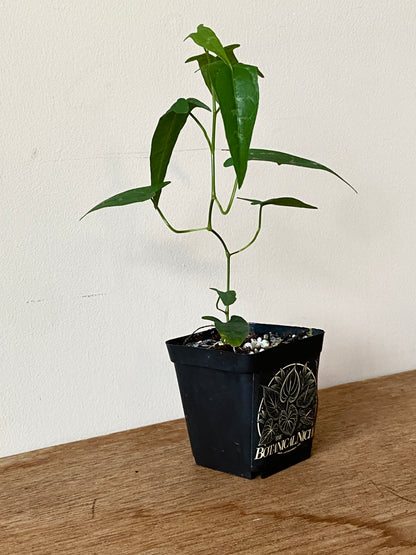 Dioscoria sp. Peru | 6 cm pot